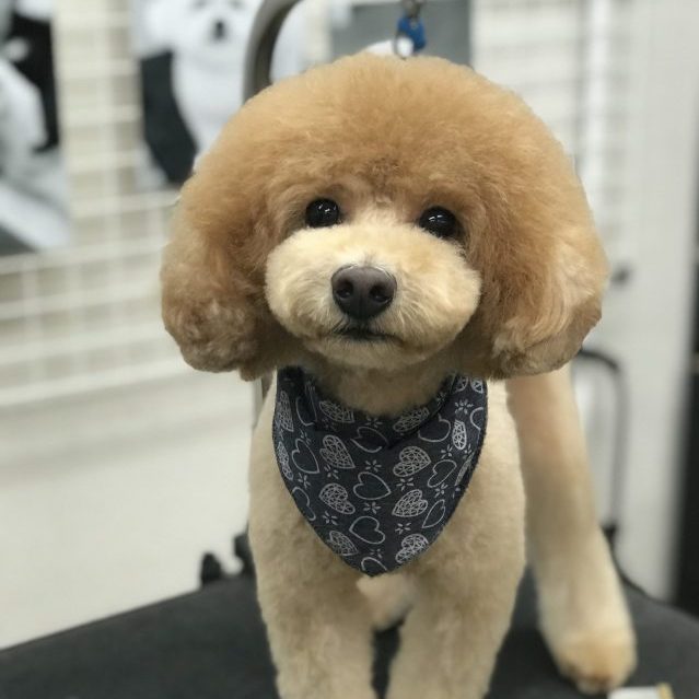 102 Dog Salon Style
