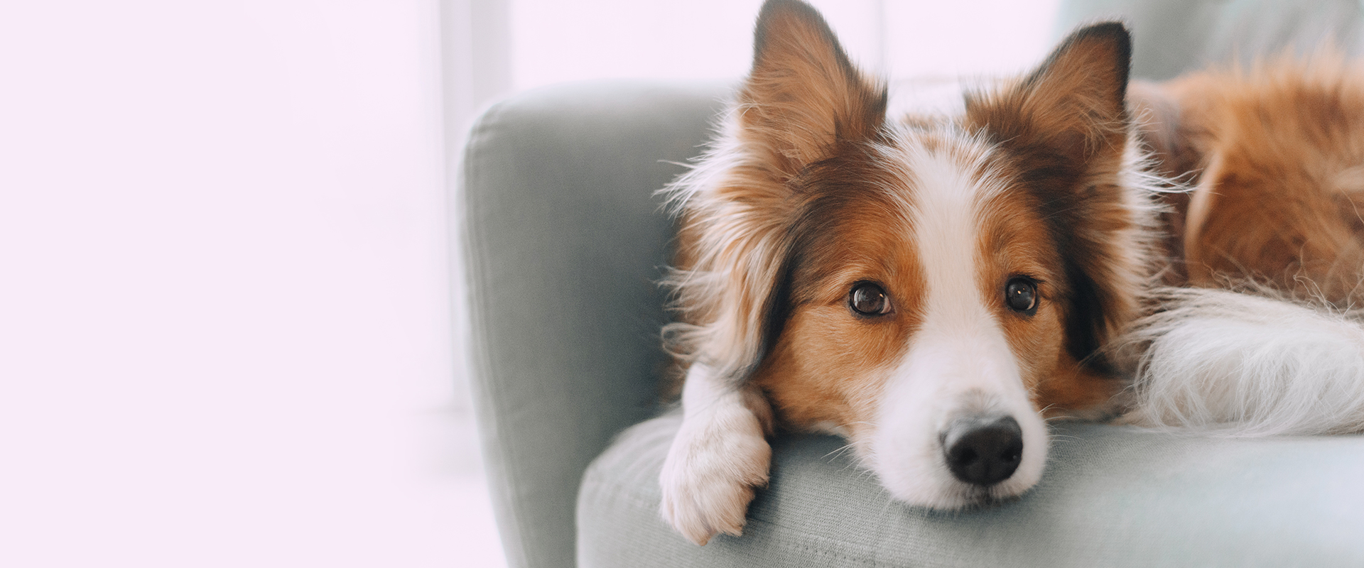 DOG SALON 102