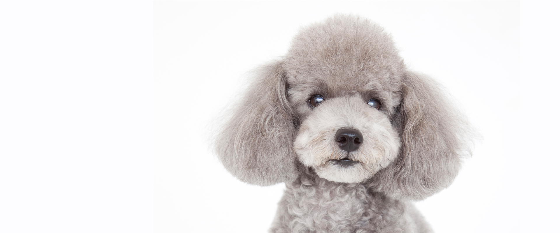 DOG SALON 102