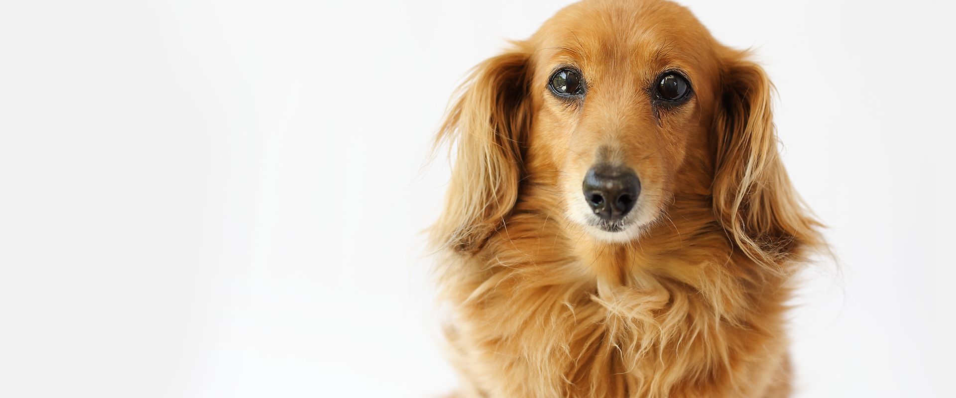 DOG SALON 102